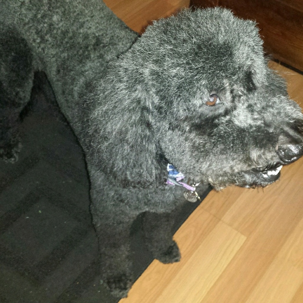 Meet your Posher, Michelle